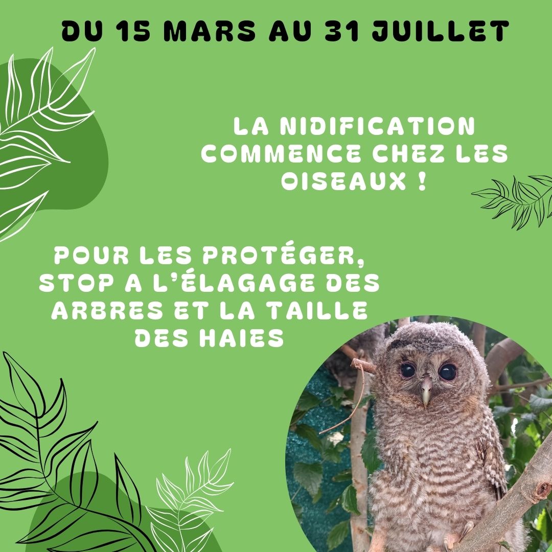 Du 15 mars au 31 juillet : stop à la taille de ses haies et à l’élagage de ses arbres !